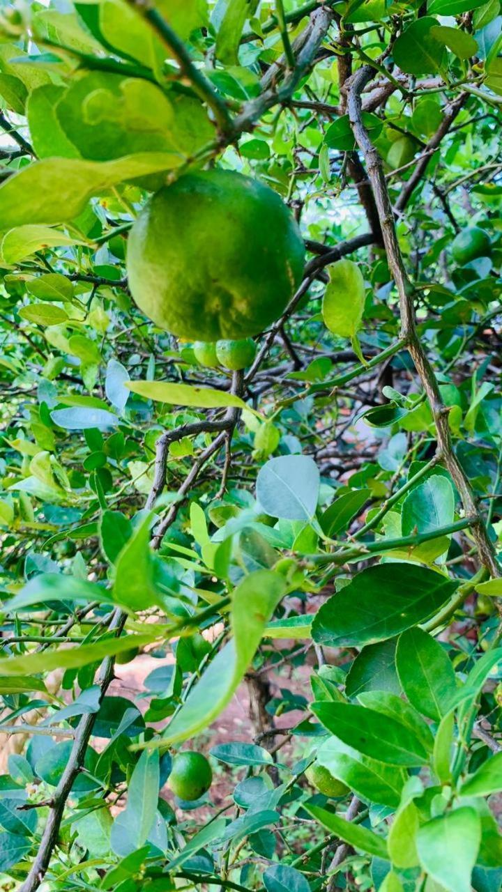Sigiriya Chena Villa 外观 照片