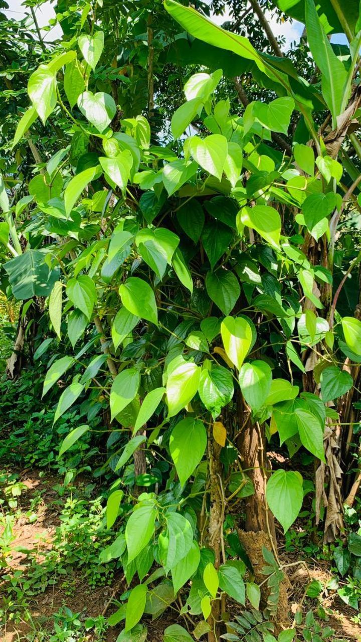 Sigiriya Chena Villa 外观 照片